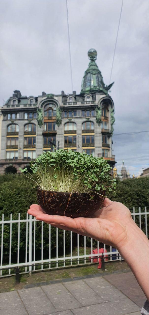 Горшочек микрозелени на фоне Петербурга