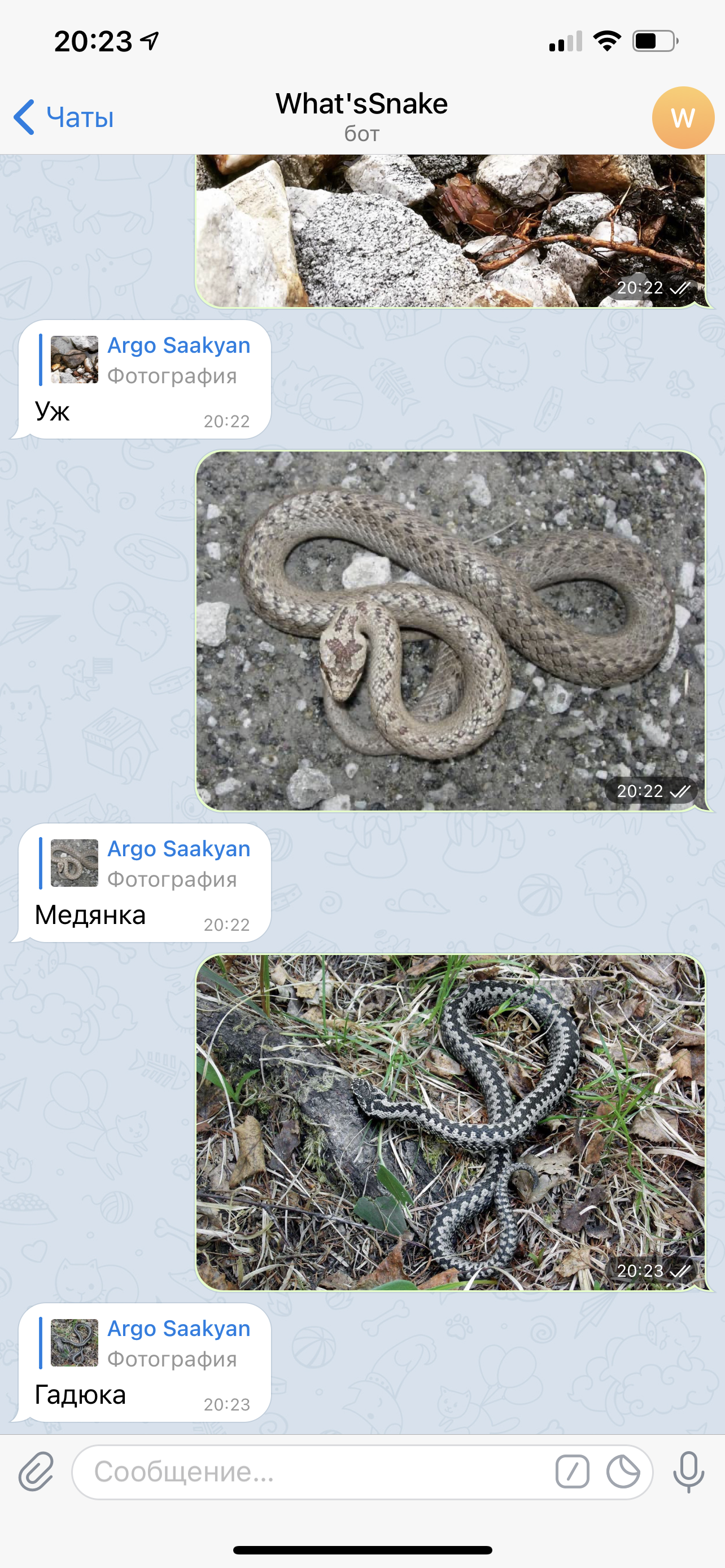 Скриншоты из telegram-бота по распознаванию вида змей, примеры 