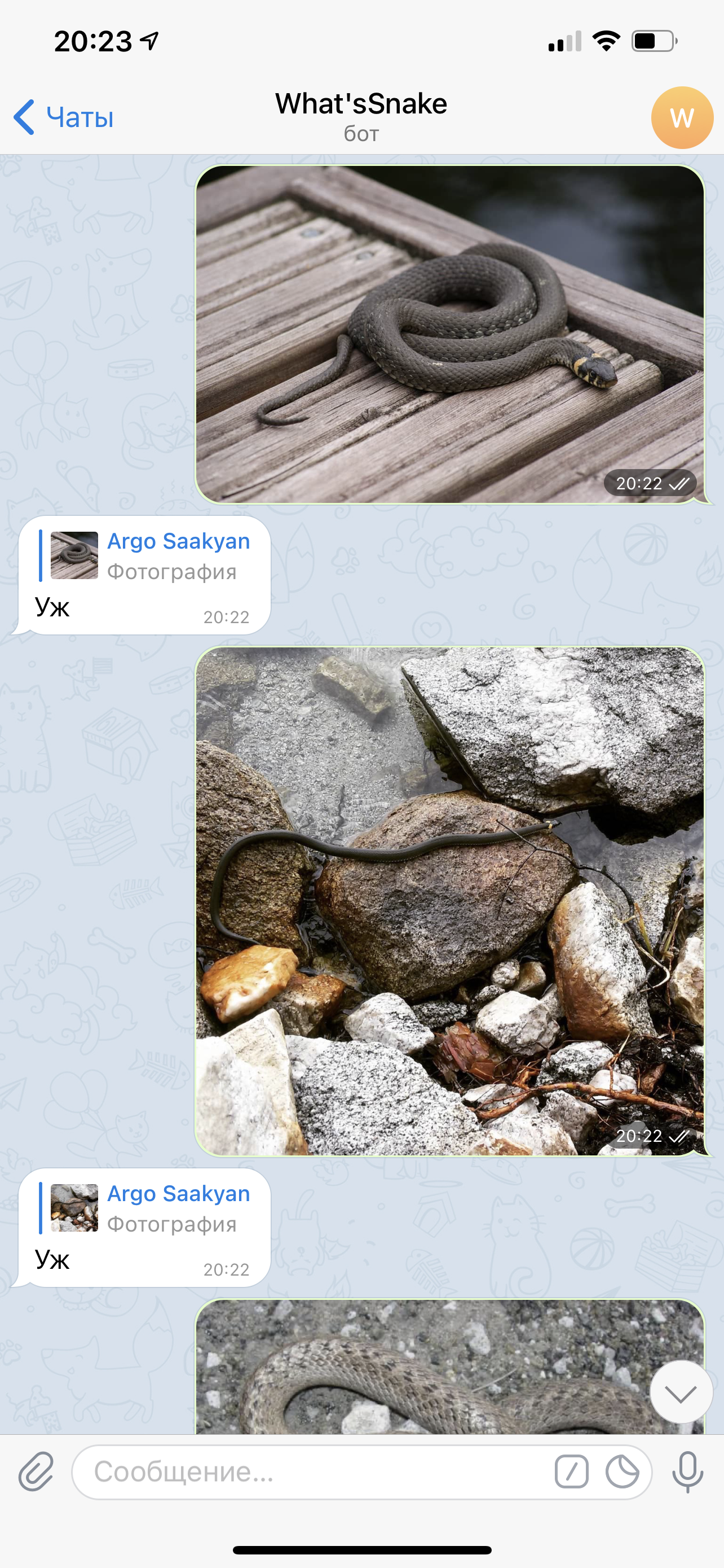 Так выглядит телеграм-бот, присылаешь фото змеи и получаешь в ответ ее название