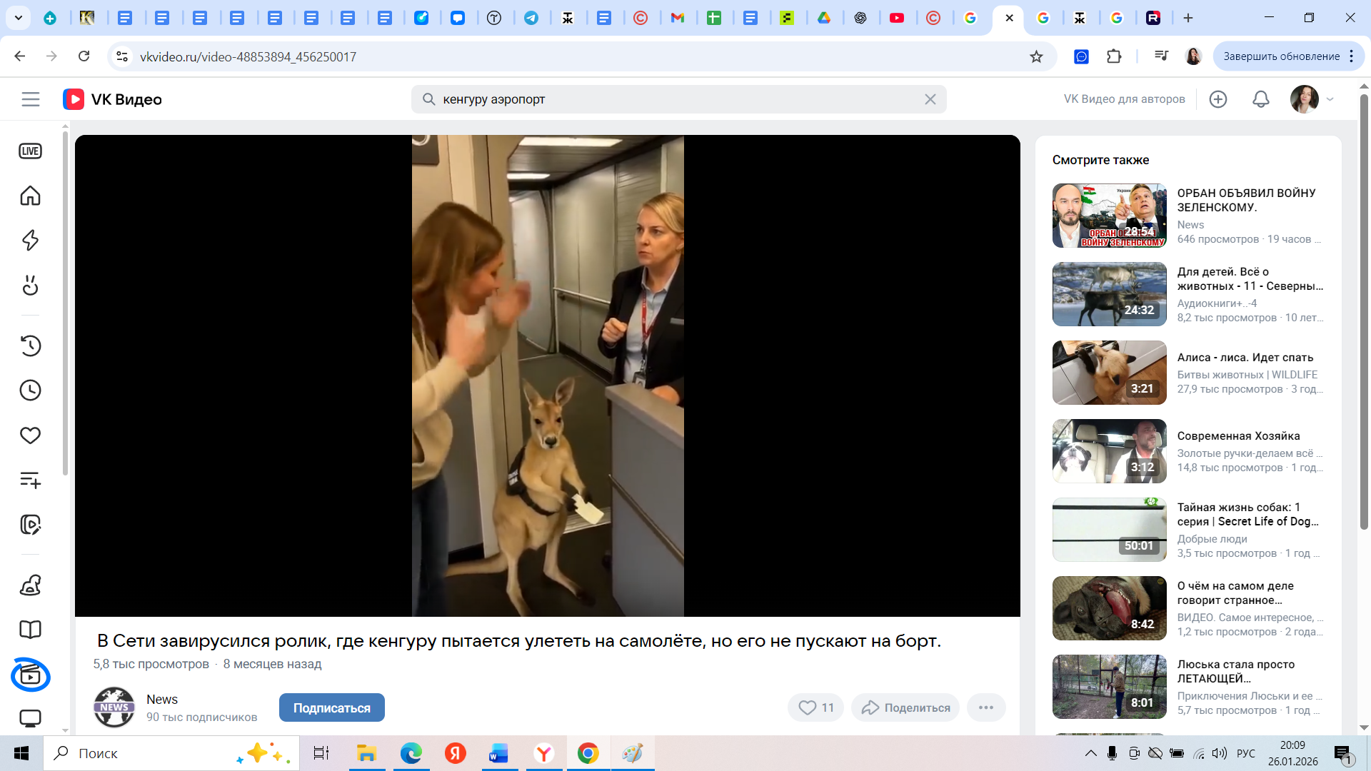 Кенгуру в самолете